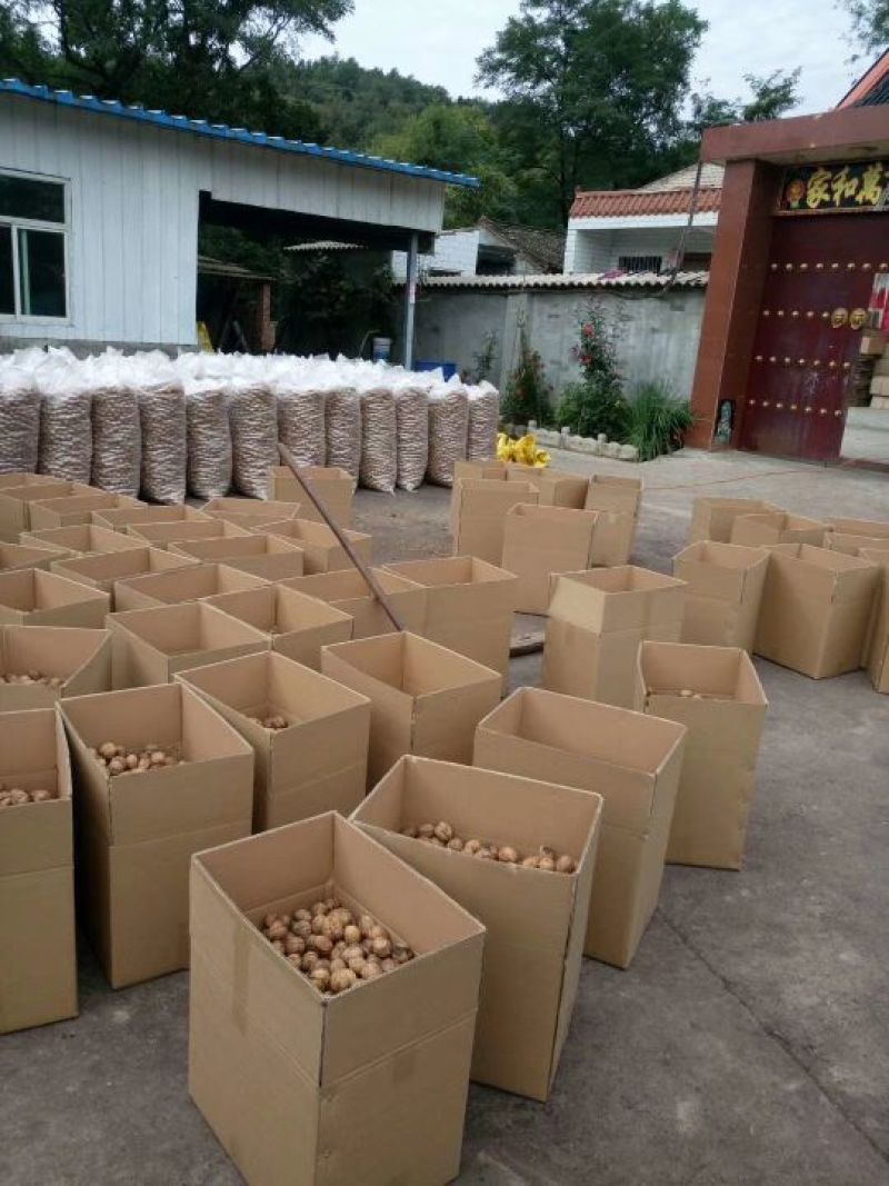 薄皮核桃去皮30mm以上干