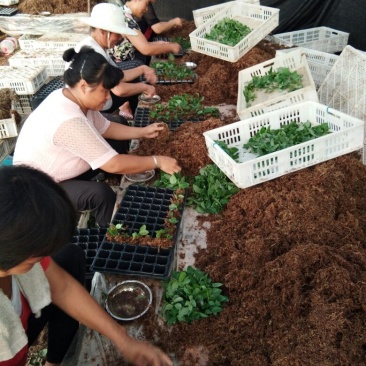 俄罗斯8号樱桃苗，抗冻的矮化樱桃苗，樱桃苗育苗基地