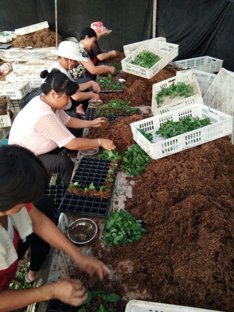 俄罗斯8号樱桃苗，抗冻的矮化樱桃苗，樱桃苗育苗基地