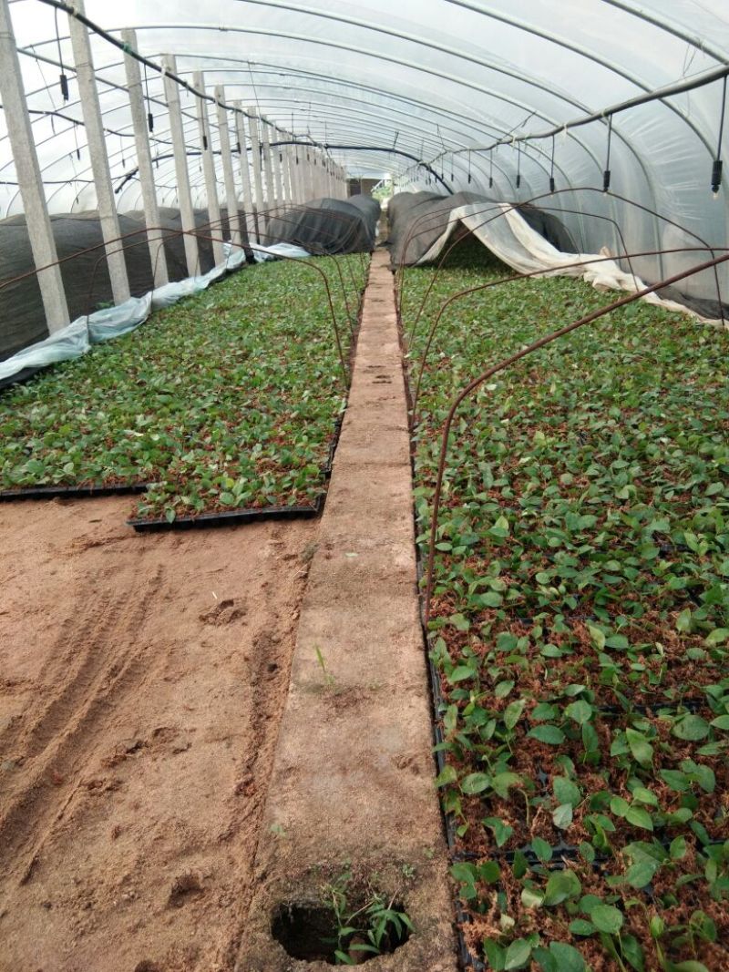 俄罗斯8号樱桃苗，抗冻的矮化樱桃苗，樱桃苗育苗基地