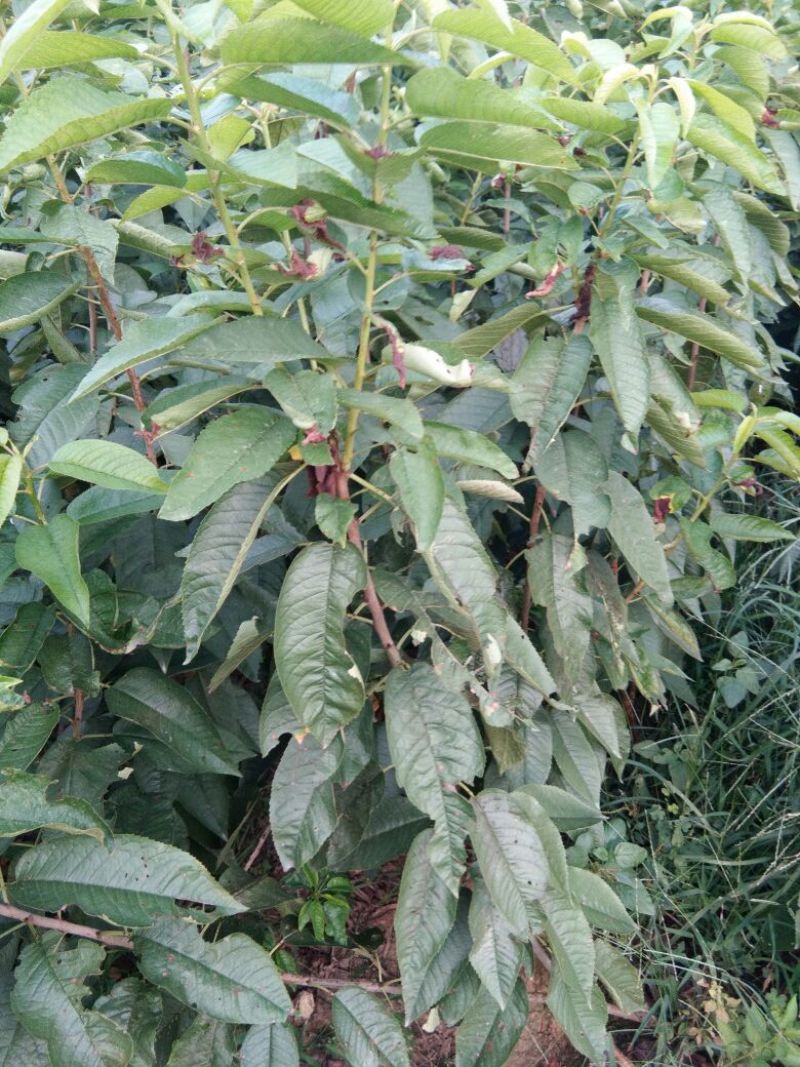 俄罗斯8号樱桃苗，抗冻的矮化樱桃苗，樱桃苗育苗基地