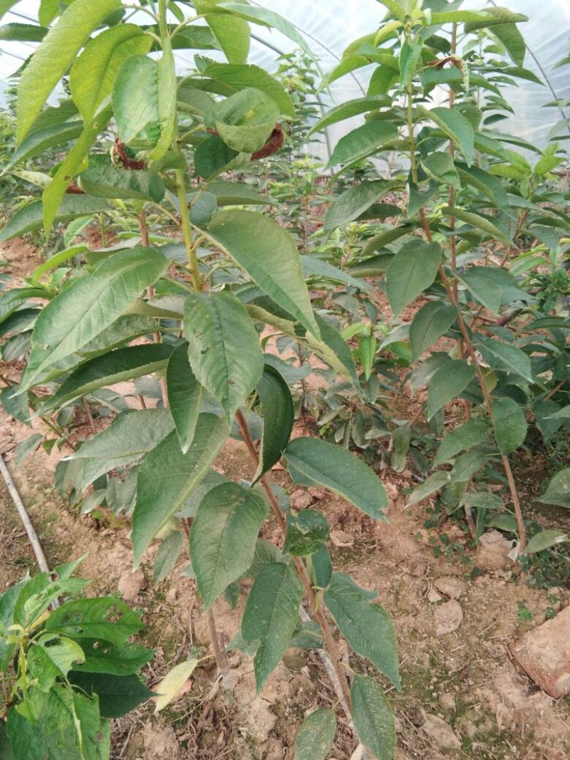 俄罗斯8号樱桃苗，抗冻的矮化樱桃苗，樱桃苗育苗基地