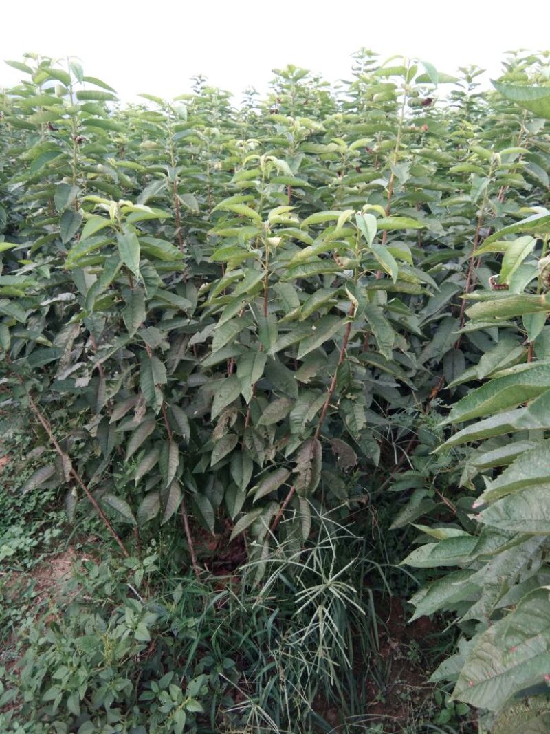 俄罗斯8号樱桃苗，抗冻的矮化樱桃苗，樱桃苗育苗基地