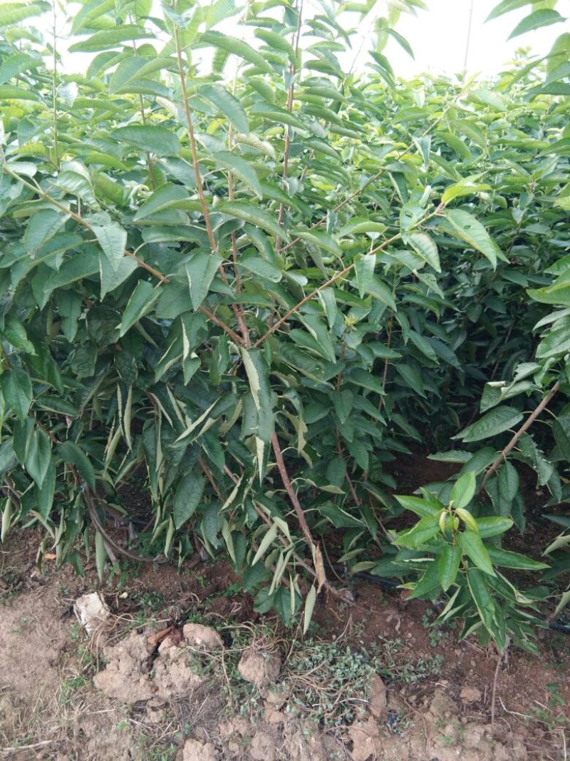 俄罗斯8号樱桃苗，抗冻的矮化樱桃苗，樱桃苗育苗基地