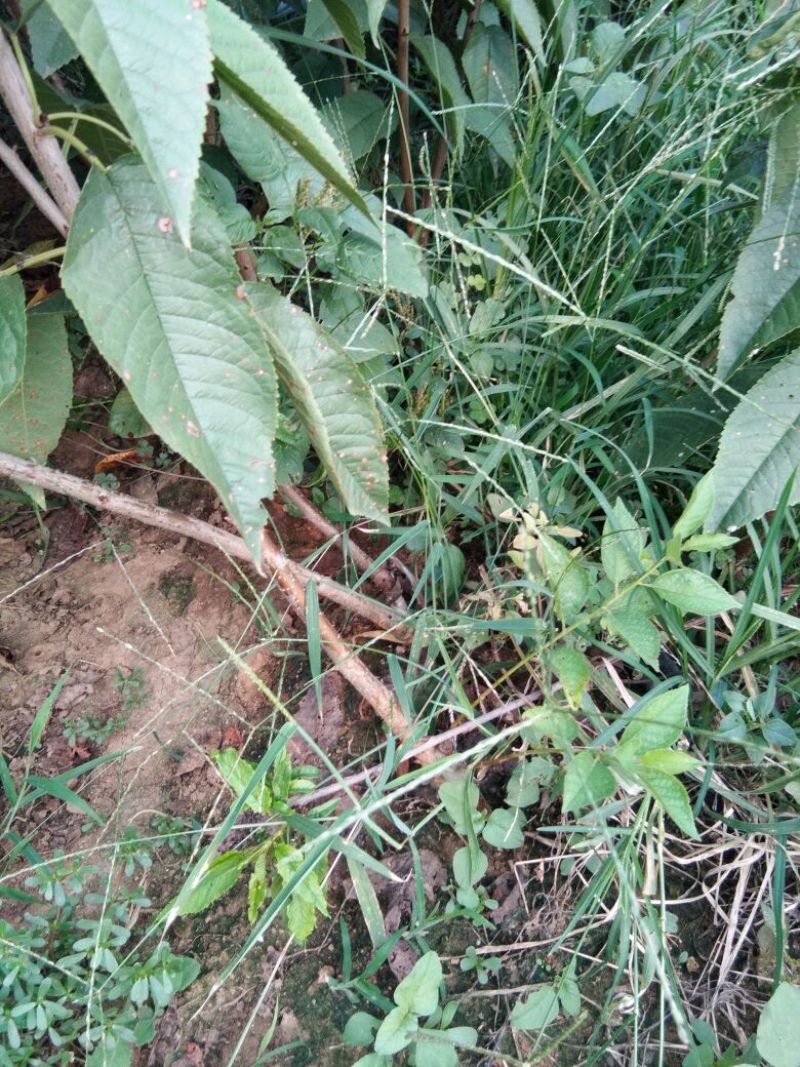 俄罗斯8号樱桃苗，抗冻的矮化樱桃苗，樱桃苗育苗基地