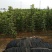 俄罗斯8号樱桃苗，抗冻的矮化樱桃苗，樱桃苗育苗基地
