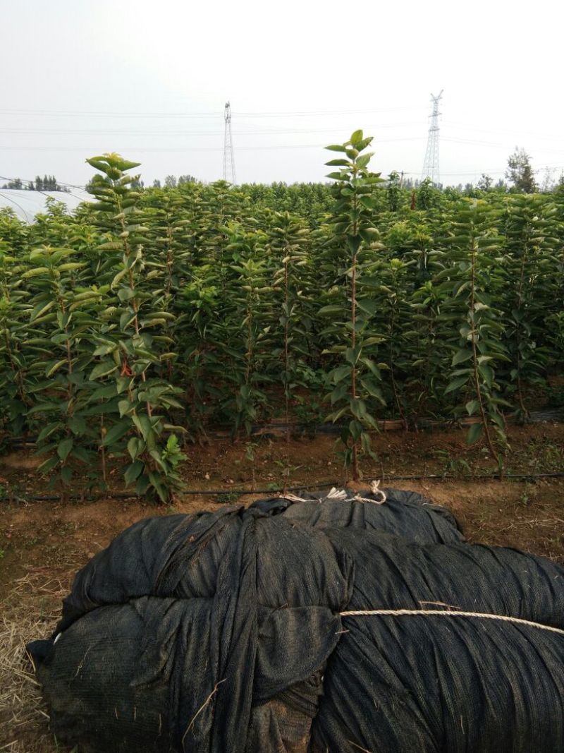 俄罗斯8号樱桃苗，抗冻的矮化樱桃苗，樱桃苗育苗基地