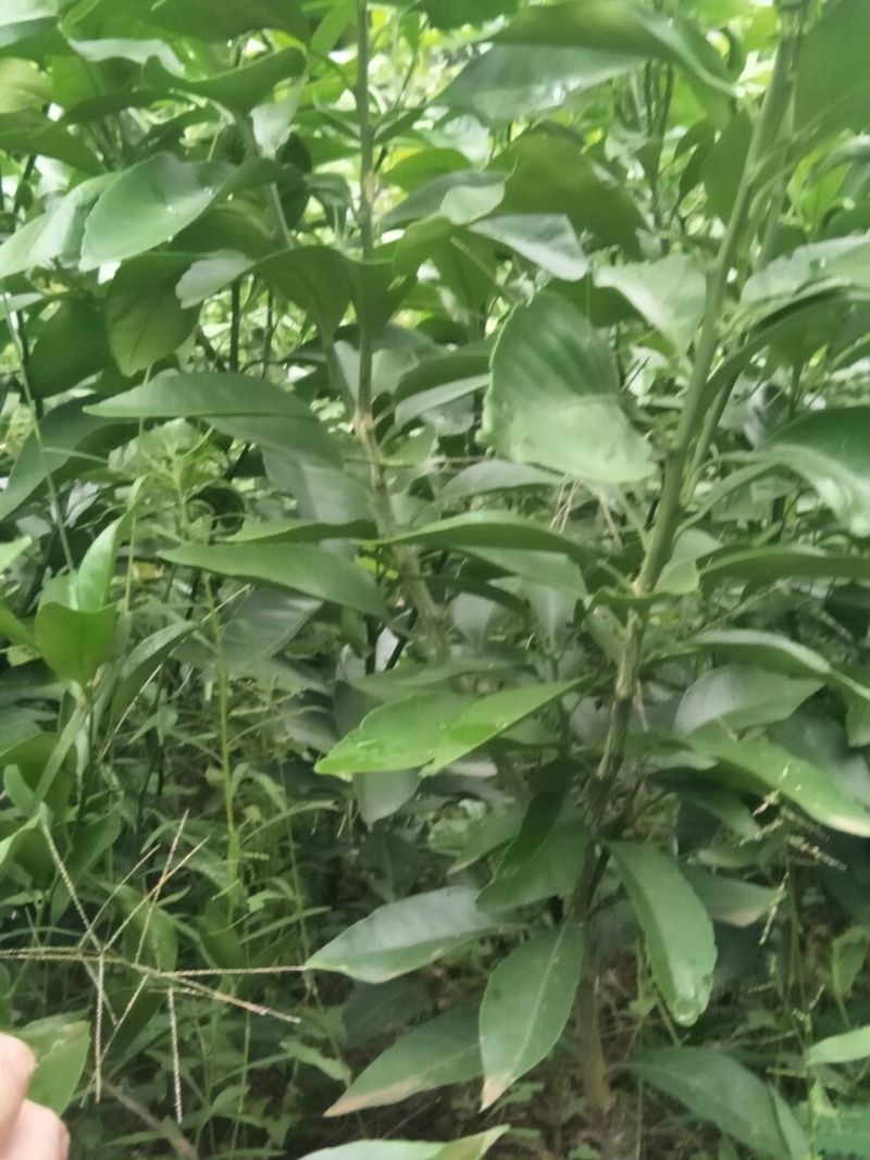 爱媛38号苗120~150cm。。。。。。。。。
