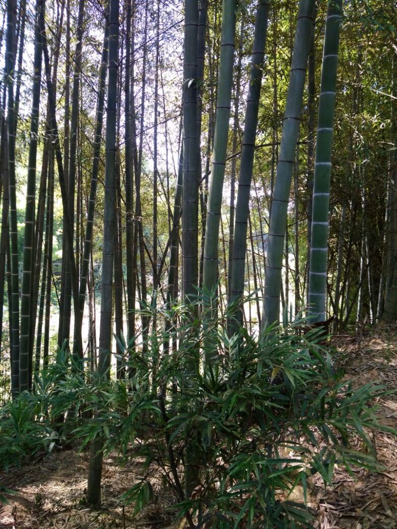 楠竹4cm以上8米以上