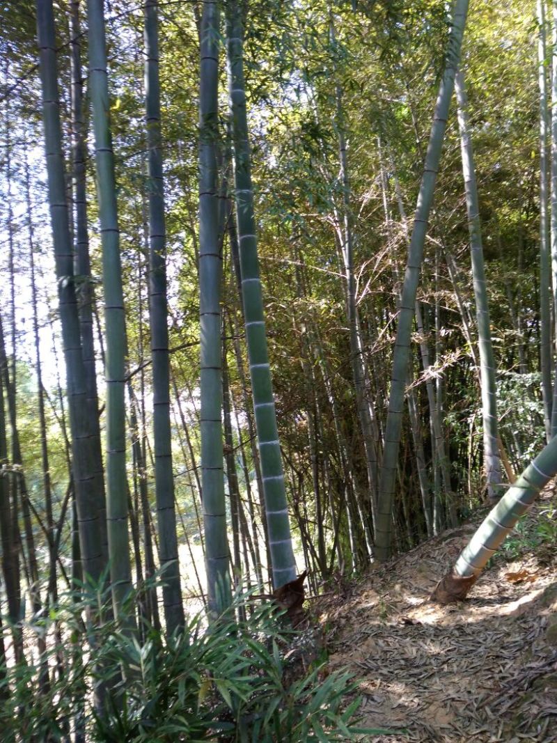 楠竹4cm以上8米以上