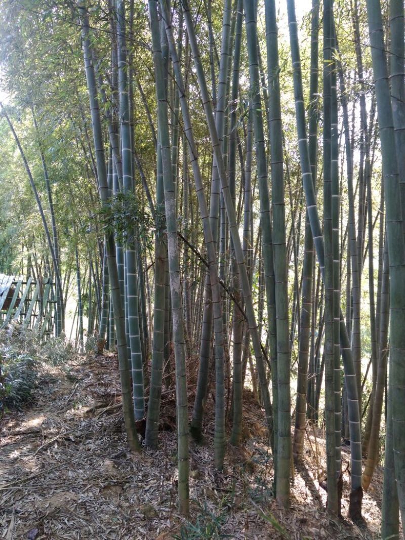 楠竹4cm以上8米以上