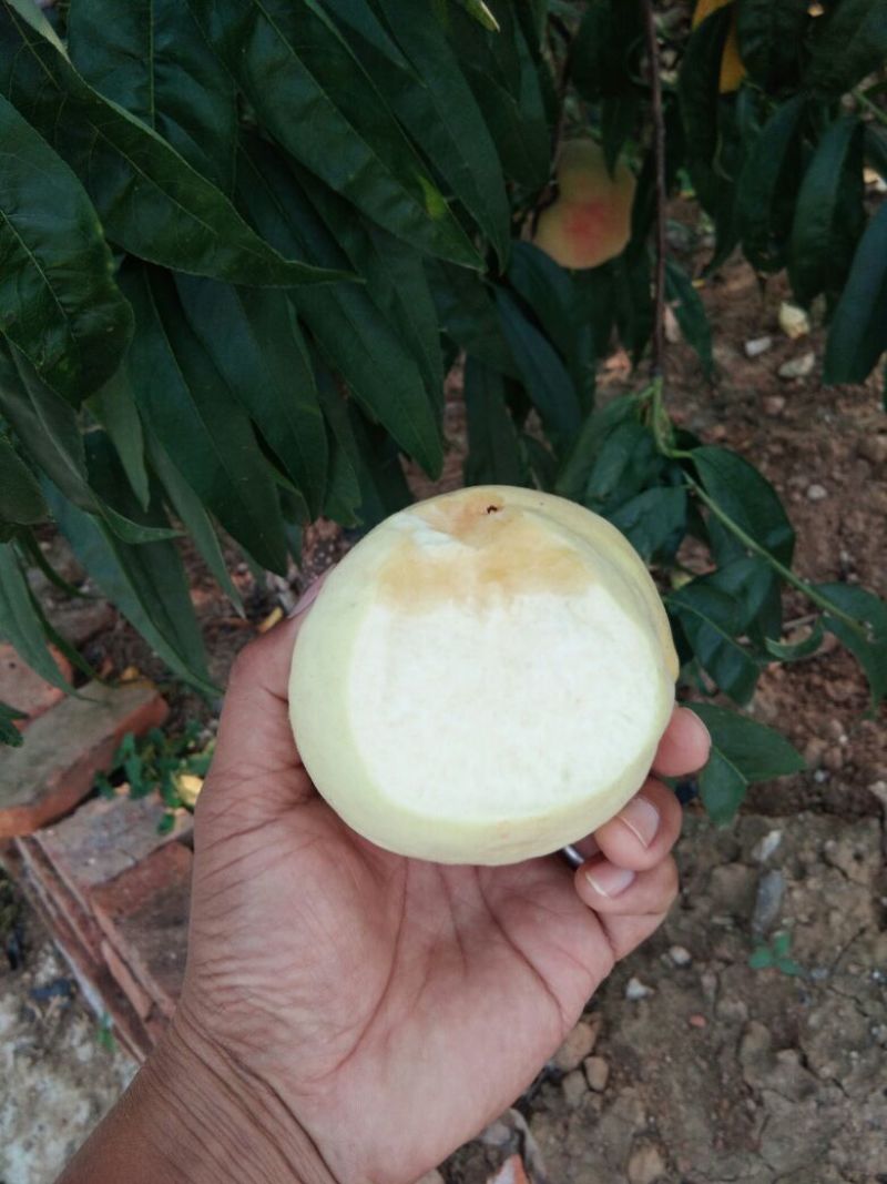 【卖的就是品种】中华寿桃桃树苗中华福桃桃树苗晚熟桃树苗