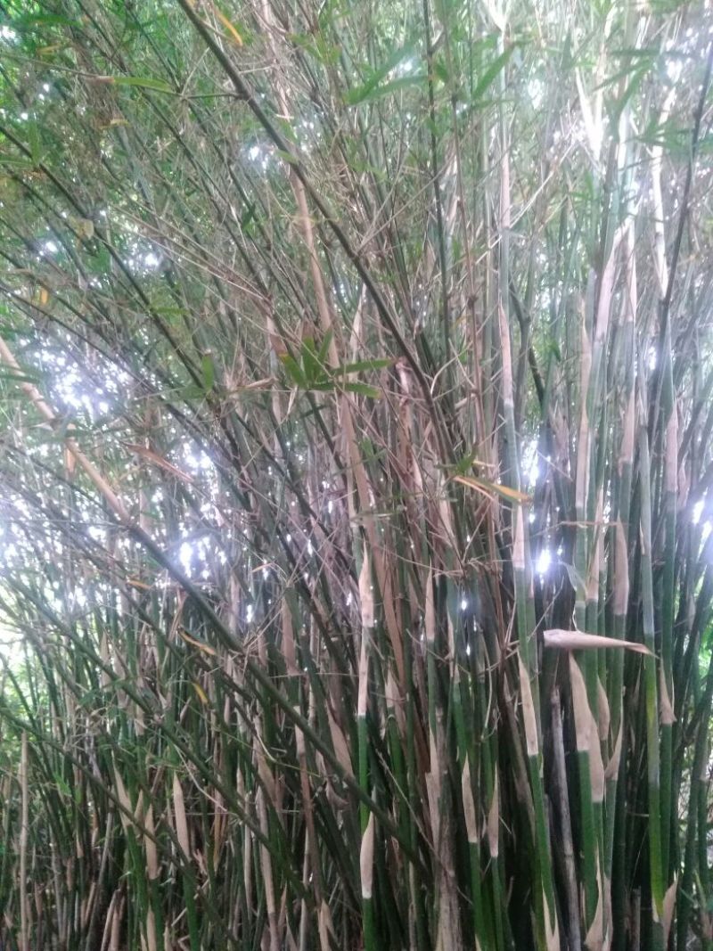 苦竹4~5m