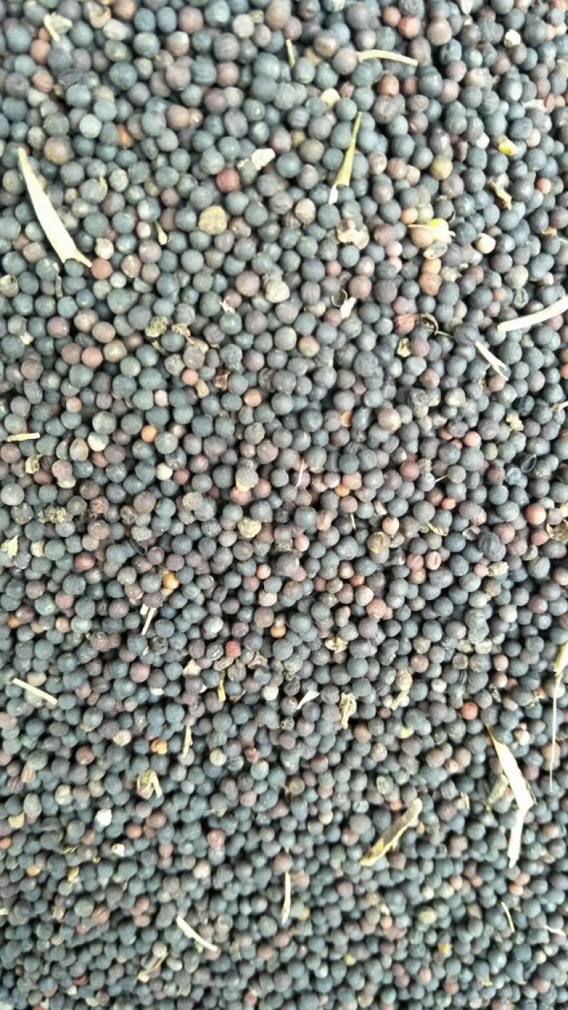 油菜籽1