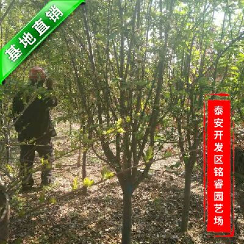 桃树苗80cm以上