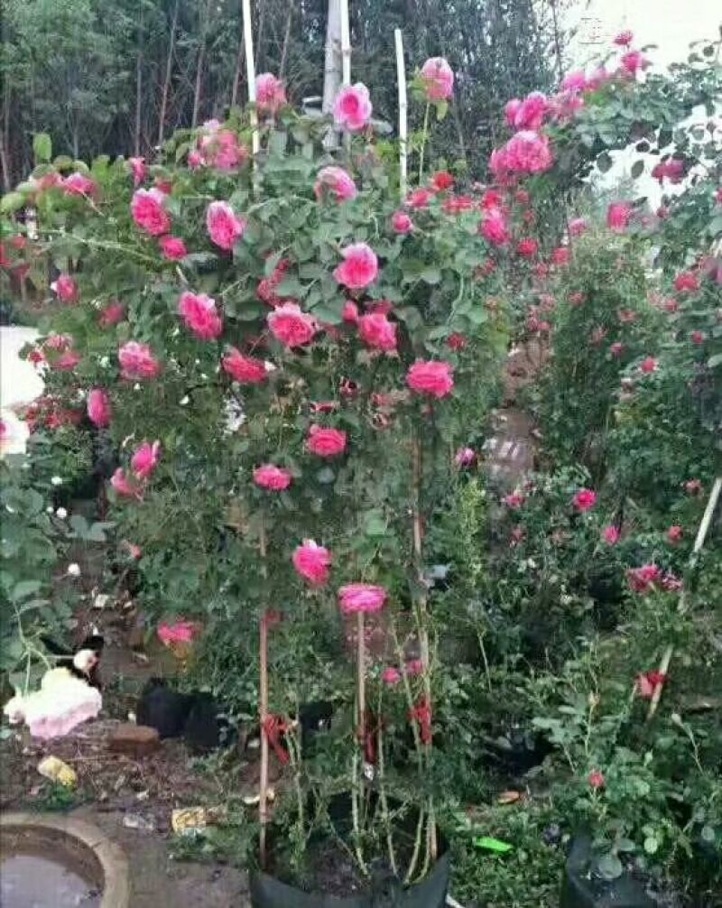 蔷薇花苗藤本月季爬藤蔷薇庭院植物盆栽四季开花耐寒耐热