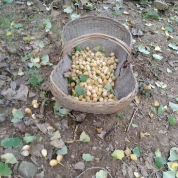 银杏果
