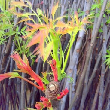 香椿芽泰山红油香椿芽口感清香春节前后