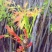 香椿芽泰山红油香椿芽口感清香春节前后