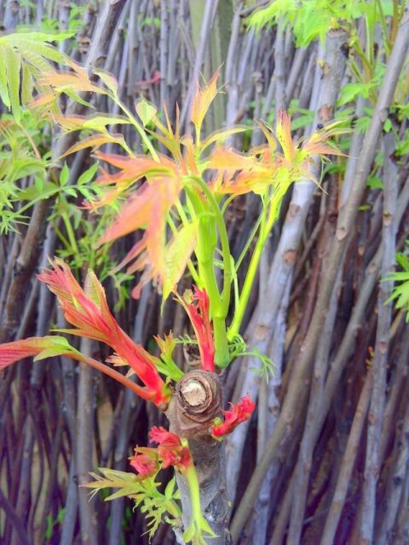 香椿芽泰山红油香椿芽口感清香春节前后