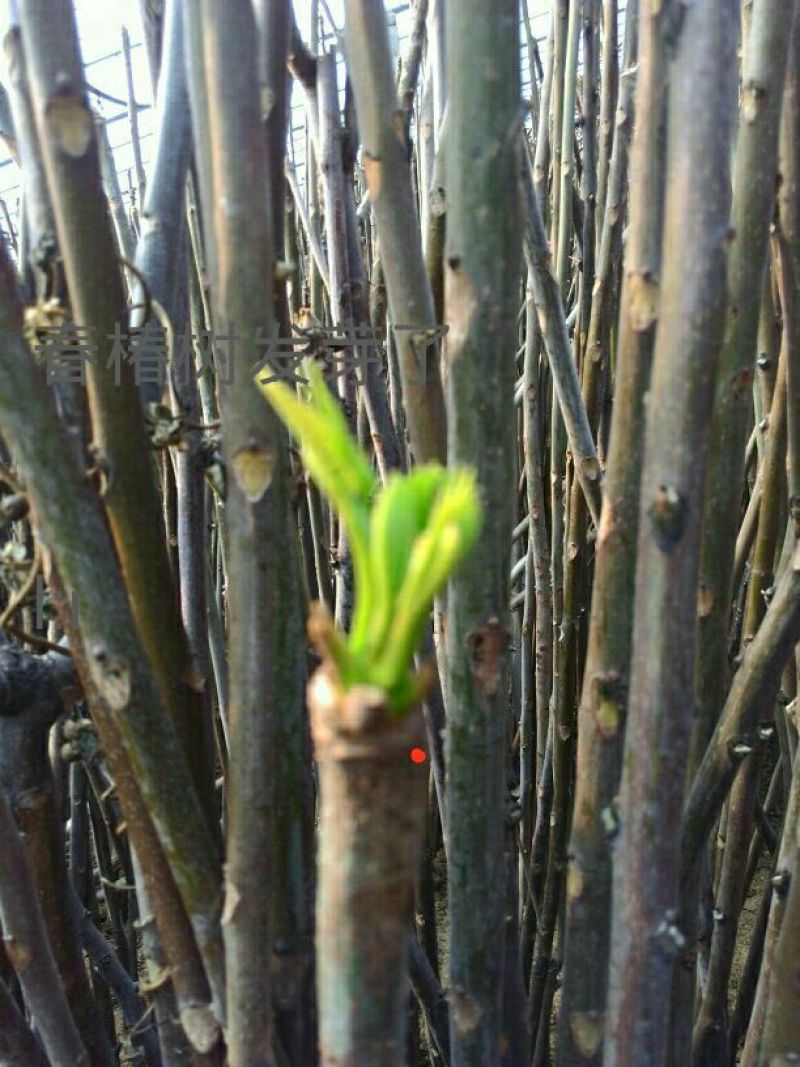香椿芽泰山红油香椿芽口感清香春节前后