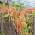 香椿芽泰山红油香椿芽口感清香春节前后