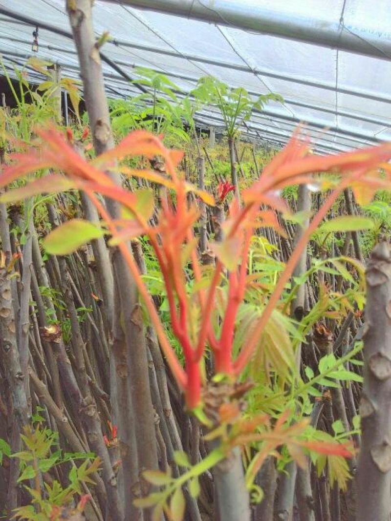 香椿芽泰山红油香椿芽口感清香春节前后