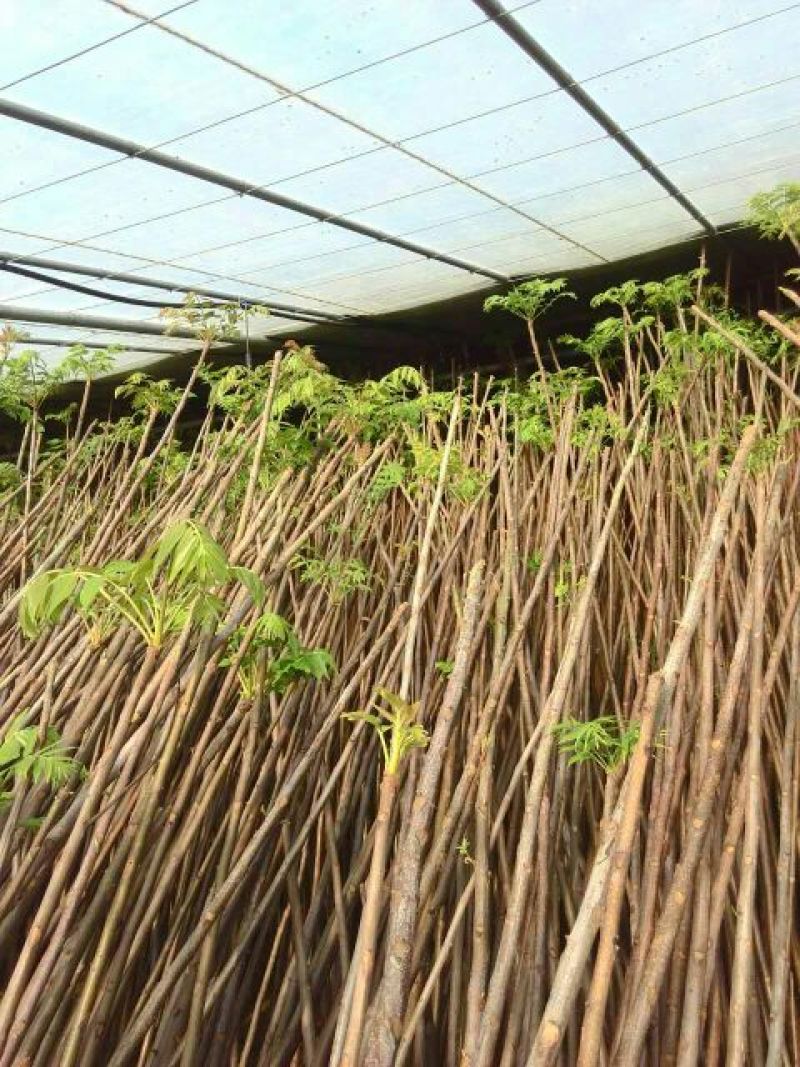 香椿芽泰山红油香椿芽口感清香春节前后