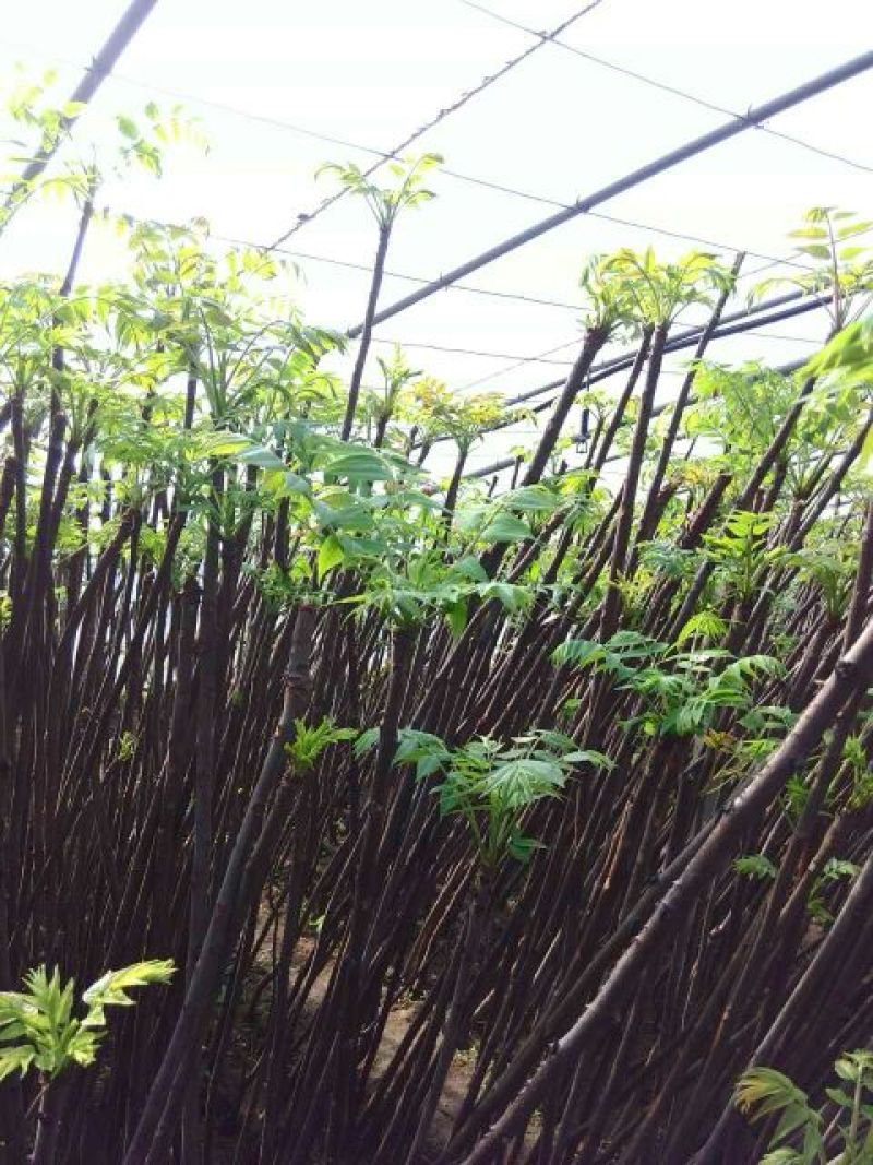 香椿芽泰山红油香椿芽口感清香春节前后