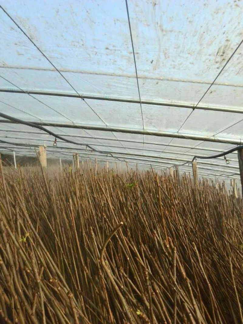 香椿芽泰山红油香椿芽口感清香春节前后