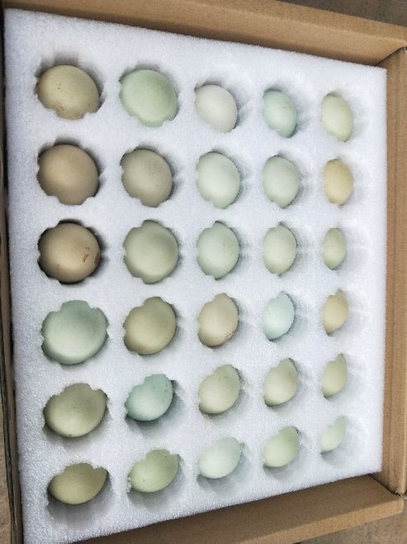 麻羽绿壳蛋50g以下食用