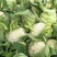 【精品松花菜】大量上市湖北基地直发紧密乳白质量保证