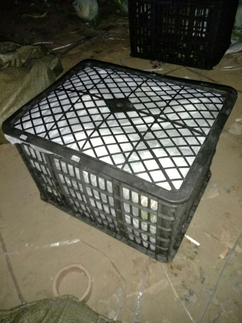 【精品松花菜】大量上市湖北基地直发紧密乳白质量保证