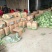 【精品松花菜】大量上市湖北基地直发紧密乳白质量保证