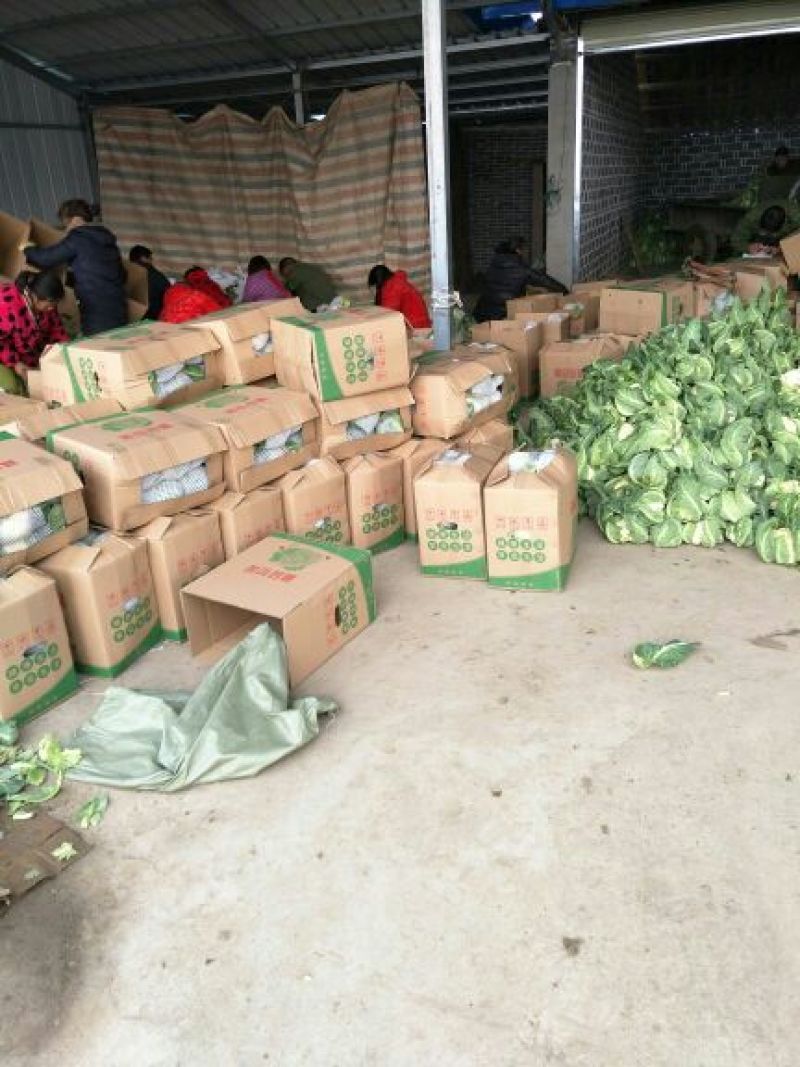 【精品松花菜】大量上市湖北基地直发紧密乳白质量保证
