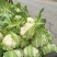 【精品松花菜】大量上市湖北基地直发紧密乳白质量保证