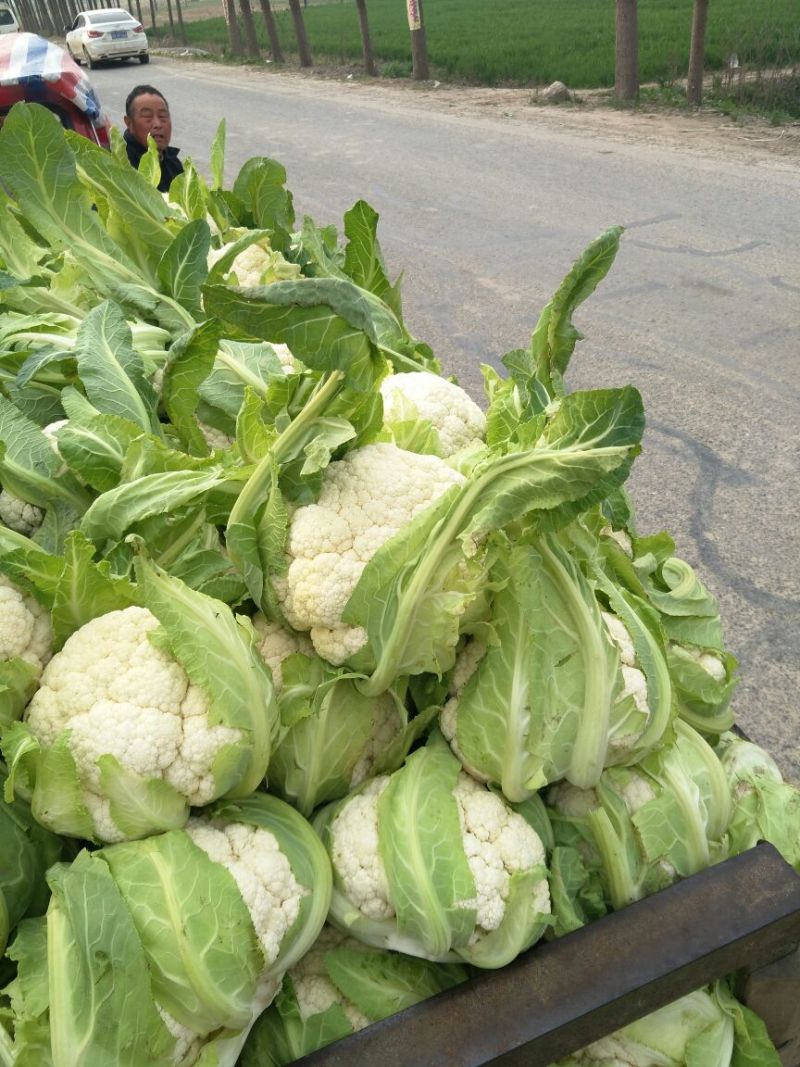 【精品松花菜】大量上市湖北基地直发紧密乳白质量保证