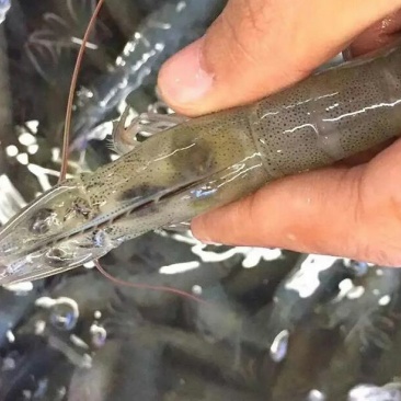 基围虾食用活虾