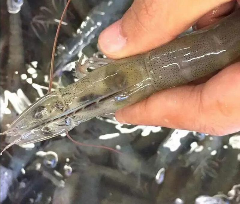 基围虾食用活虾