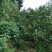 椪柑6.5~7cm今年椪柑真的又大又甜果面干净欢迎各位