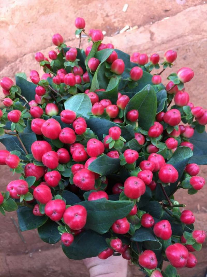 火龙珠种苗，精品种苗多年实践经验，培育出优良的好苗放心购