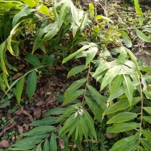 野山姜鲜货