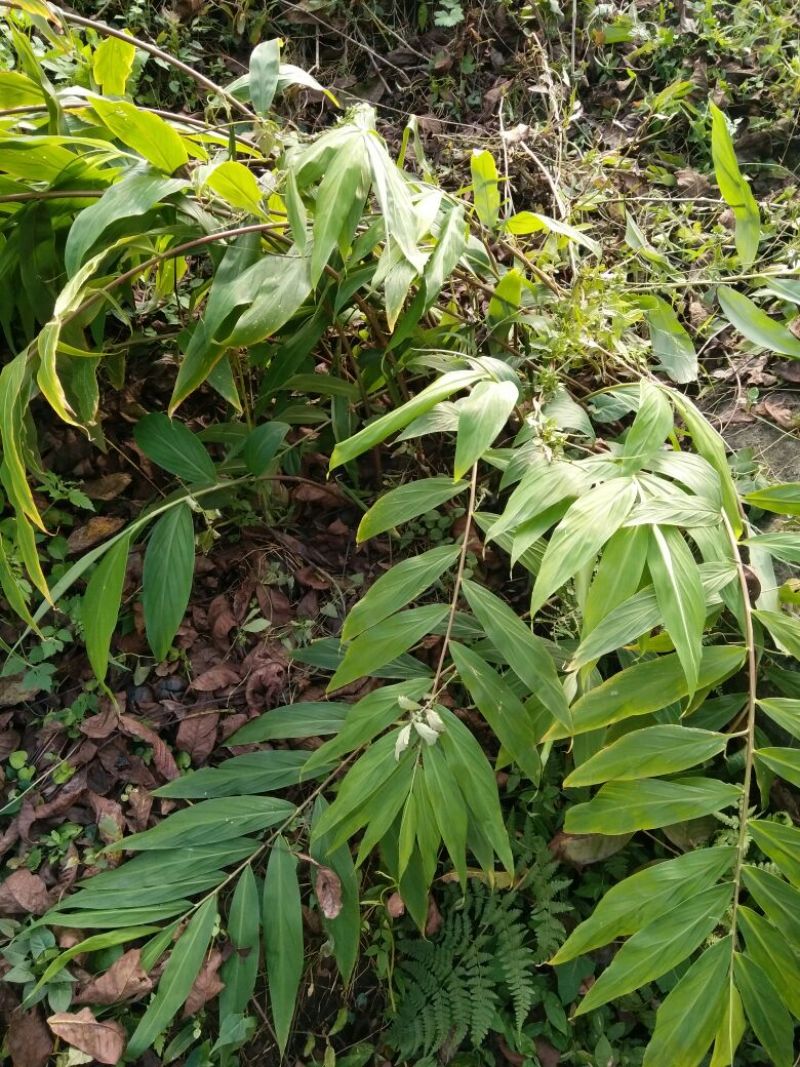 野山姜鲜货