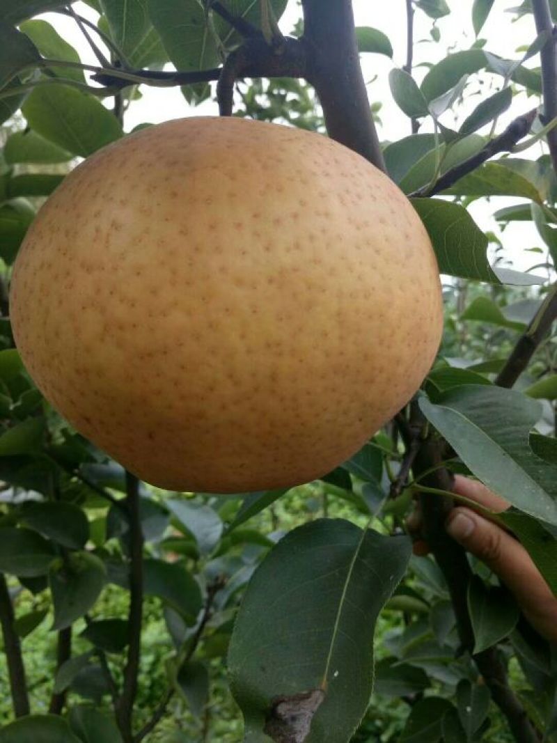晚秋黄梨树苗80cm以上0.8~3cm