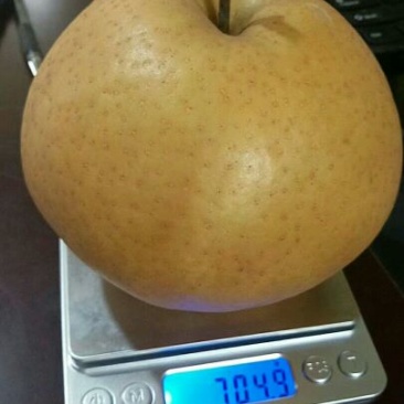 晚秋黄梨树苗80cm以上0.8~3cm