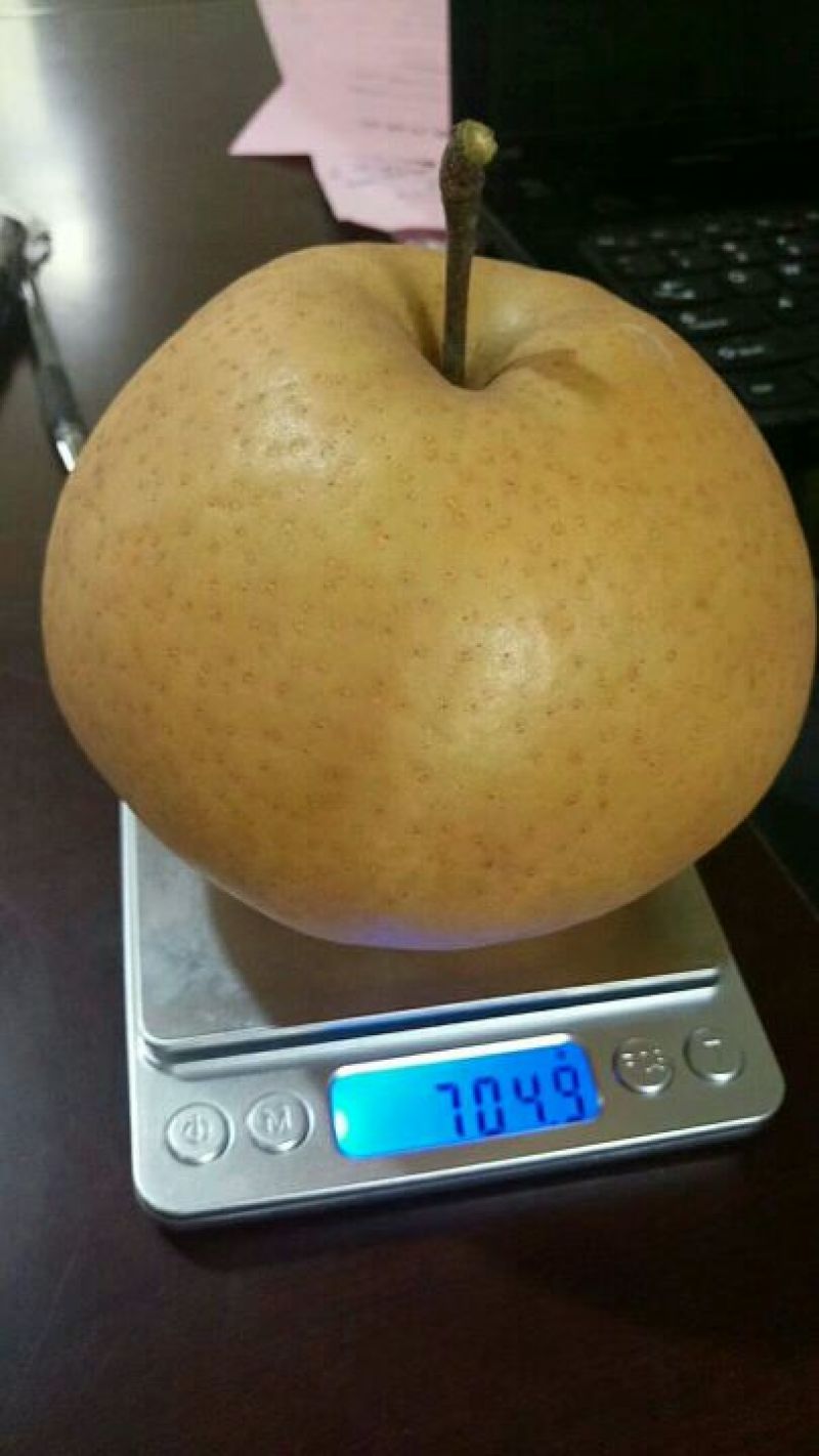 晚秋黄梨树苗80cm以上0.8~3cm