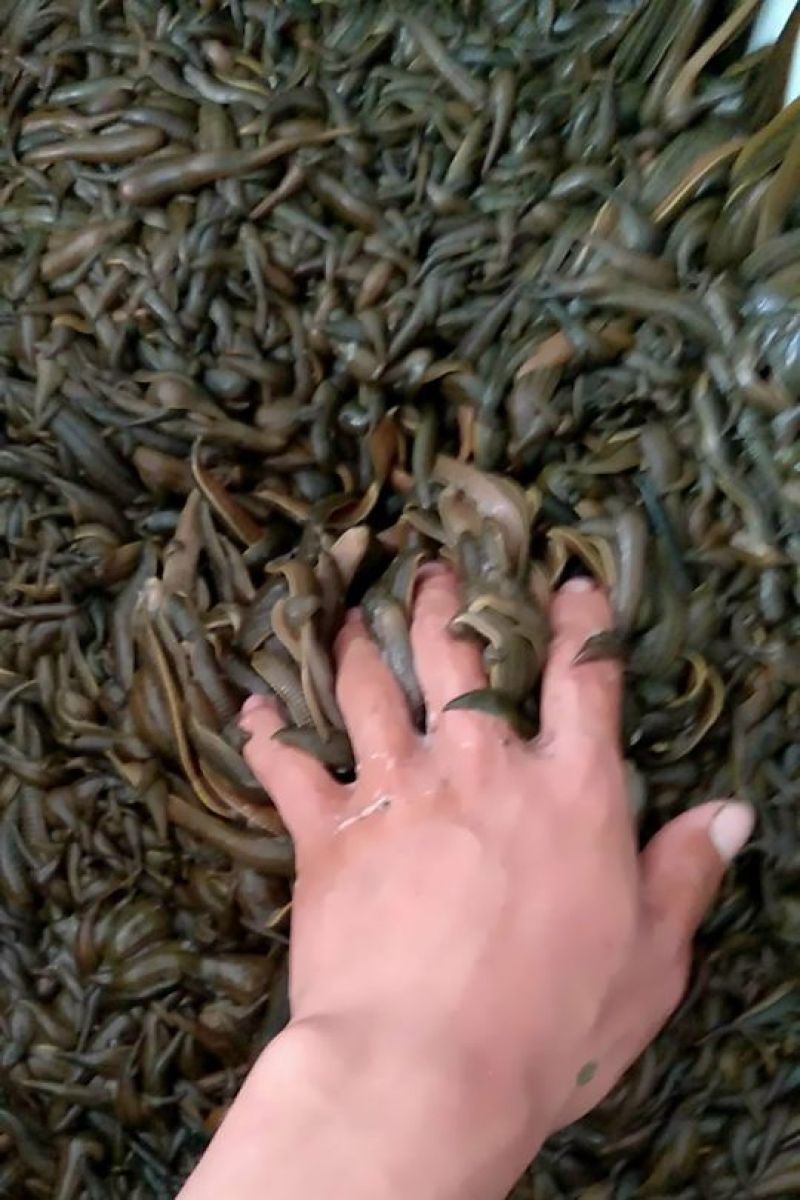 宽体金线蛭种苗，卵茧，清水吊杆，养殖技术
