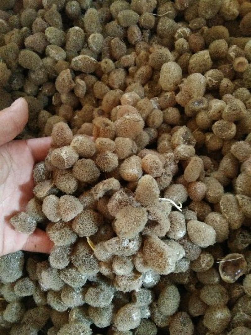 宽体金线蛭种苗，卵茧，清水吊杆，养殖技术