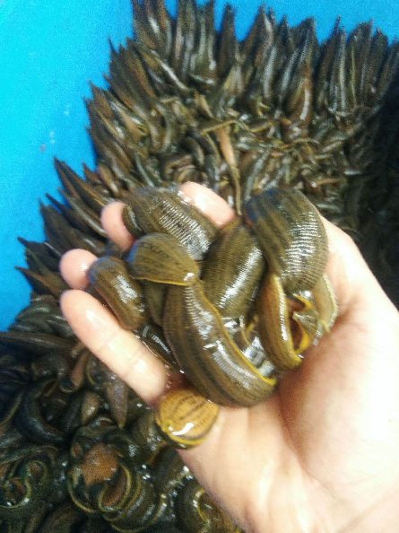 宽体金线蛭种苗，卵茧，清水吊杆，养殖技术