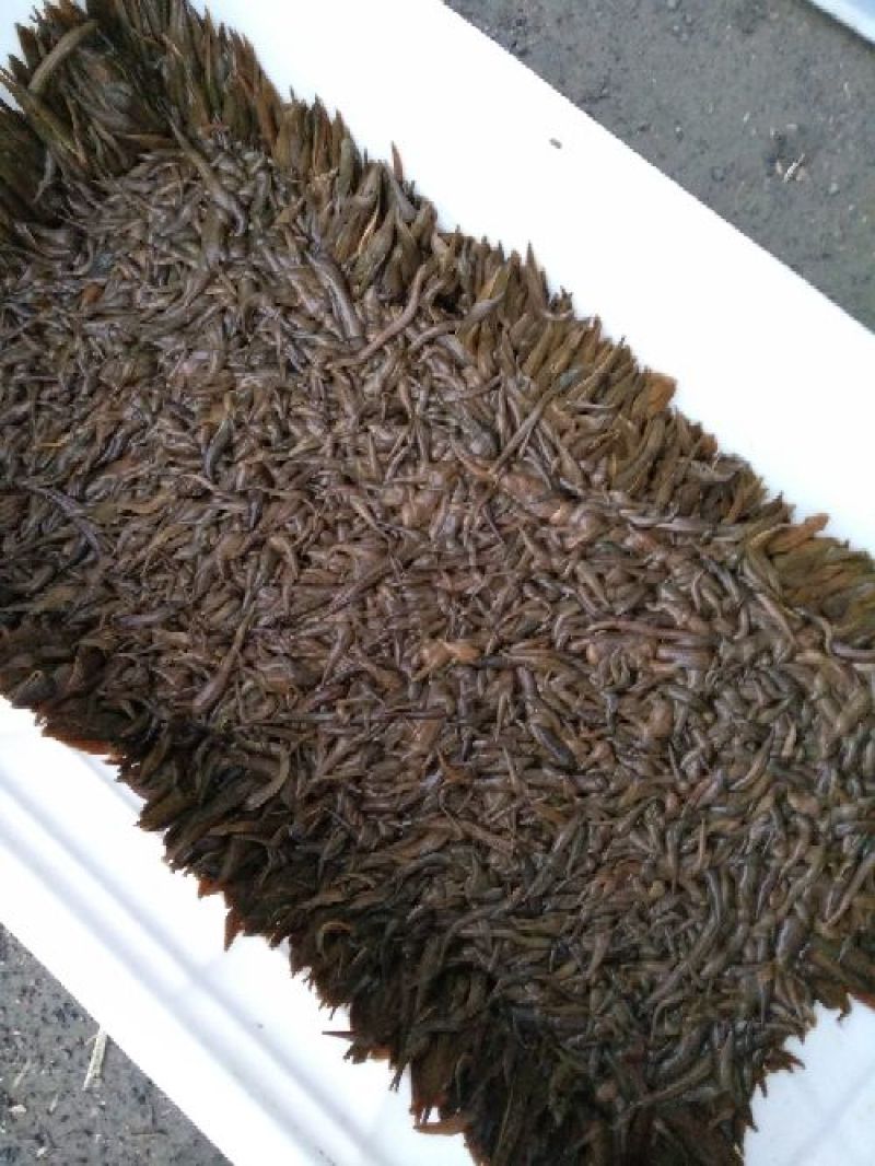 宽体金线蛭种苗，卵茧，清水吊杆，养殖技术